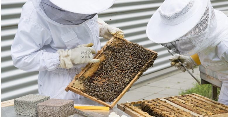 L’apiculture urbaine, une tendance dans les grandes villes en France