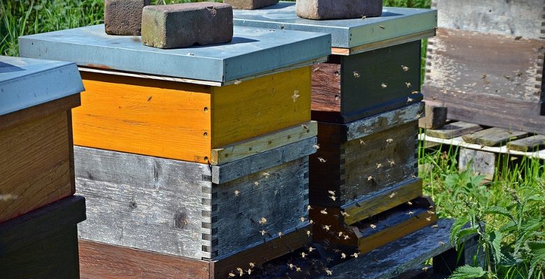 Les abeilles, un facteur de bien-être dans les entreprises françaises