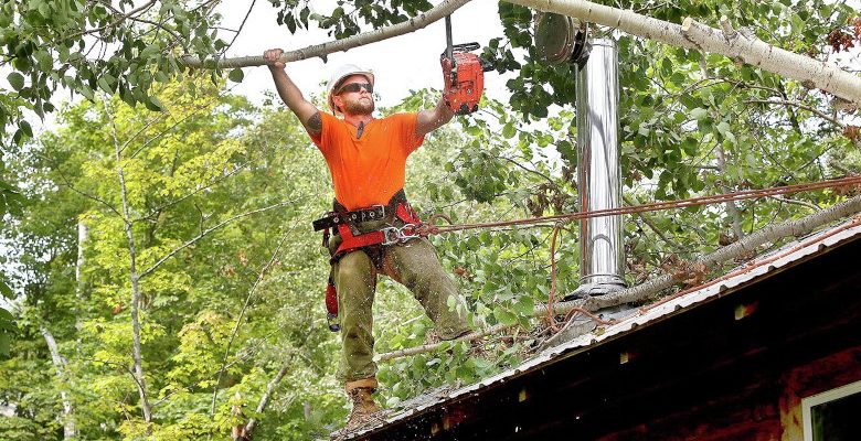 Combien coûtent les travaux d’élagage ?