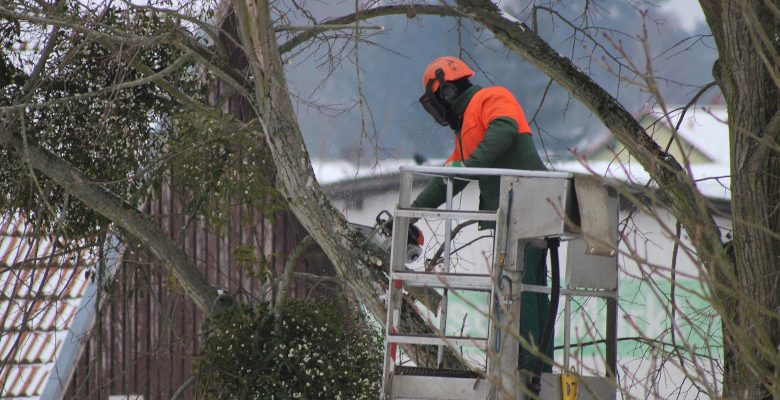 Comment haubaner un arbre ?